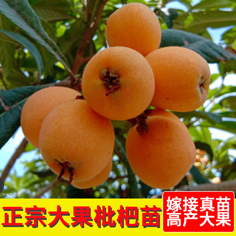 【精品苗】正宗嫁接枇杷苗树当年结果南北方种植树苗盆栽地栽果树