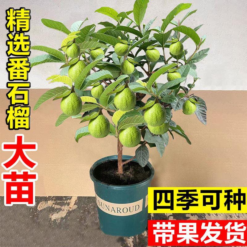 番石榴树果苗带果红心芭乐阳台庭院盆栽地栽四季水果树苗南方种植