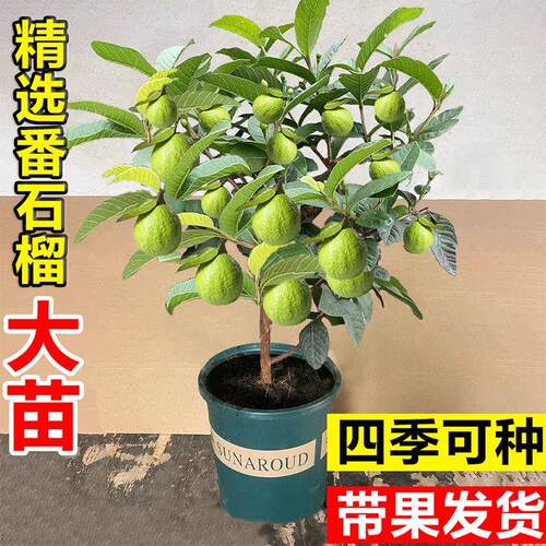 番石榴树果苗带果红心芭乐阳台庭院盆栽地栽四季水果树苗南方种植