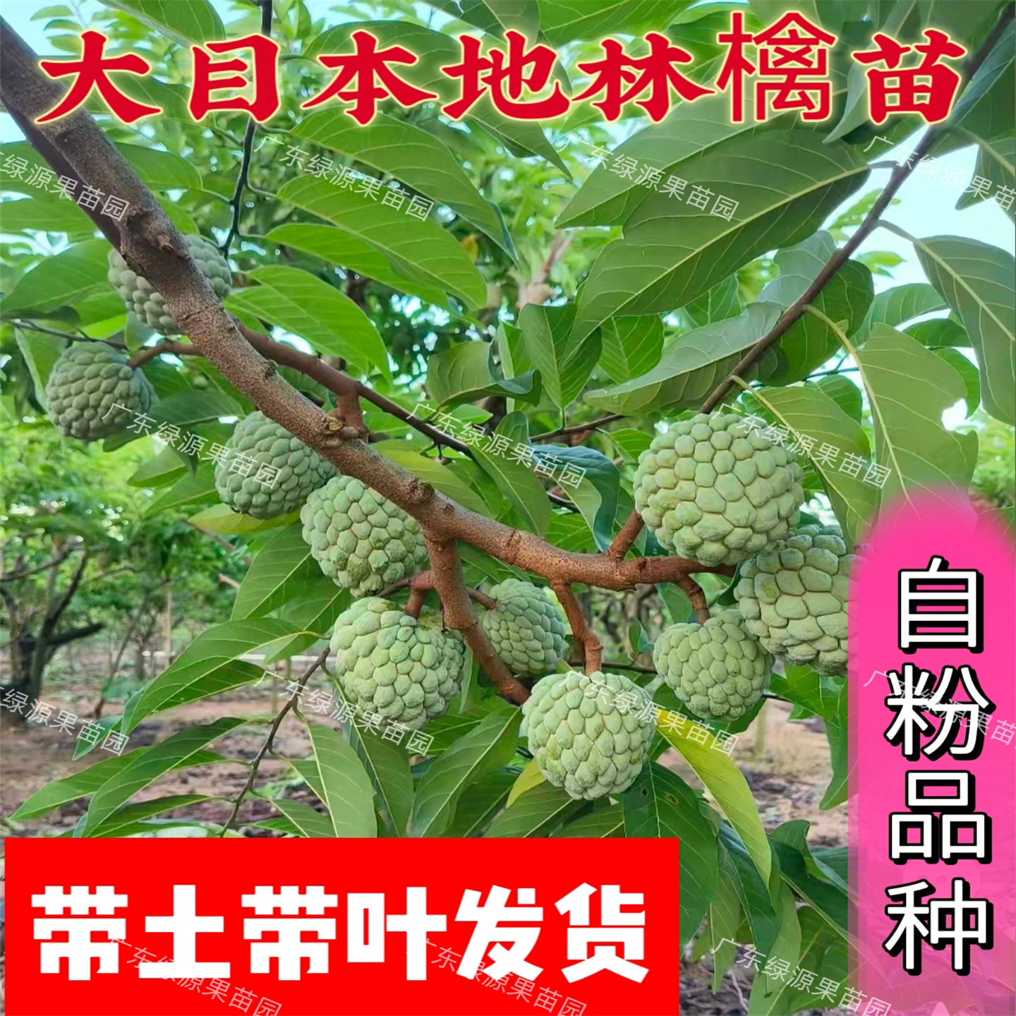 潮汕本地林檎果树苗大果佛头果释迦果苗香甜蕃荔枝苗自粉品种带土
