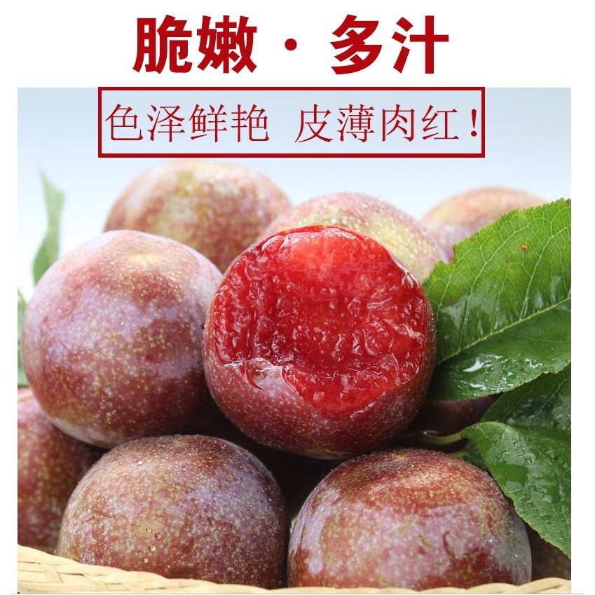 嫁接李子树苗三华李子苗三月李子苗李子果树苗南北方种植当年结果