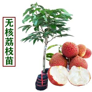 荔枝之乡精选荔枝苗无核荔枝树苗嫁接新品种冰荔枝苗