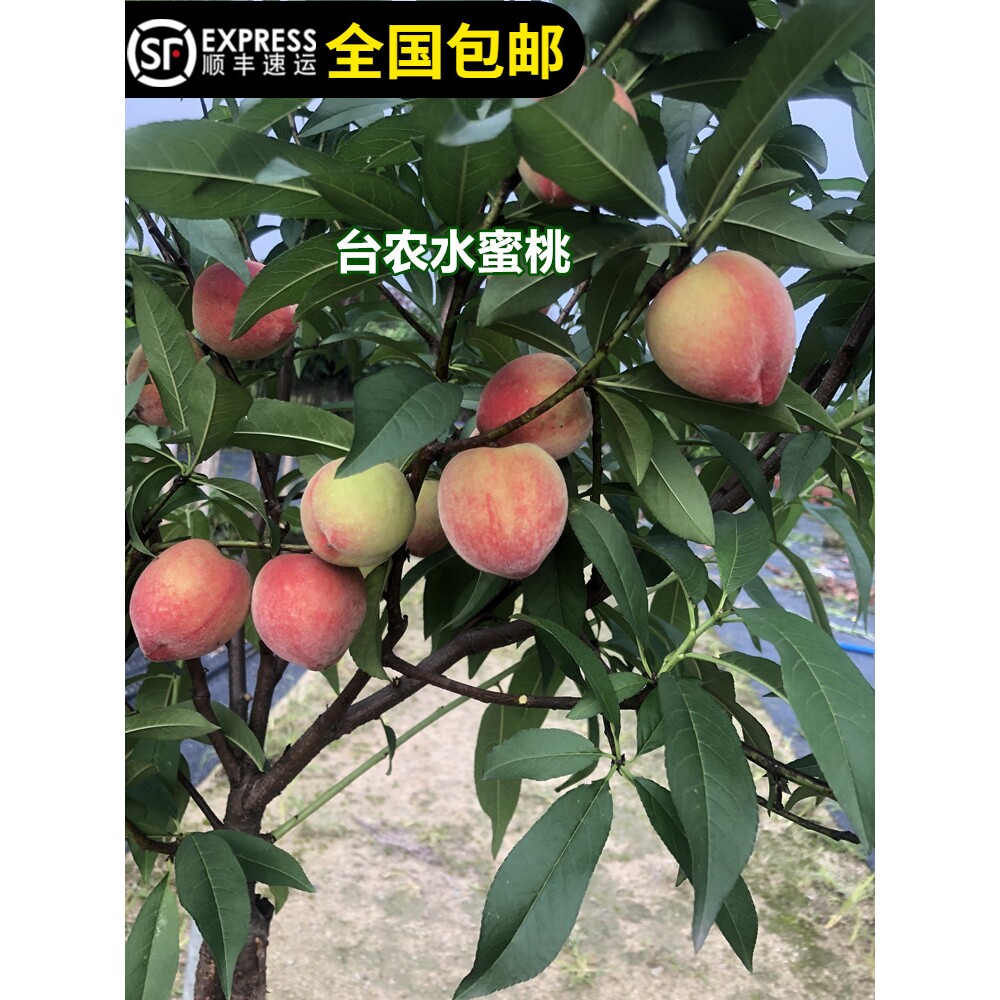 台农水蜜桃树苗桃果树苗结果苗南北方种植带土带叶14年淘宝老店