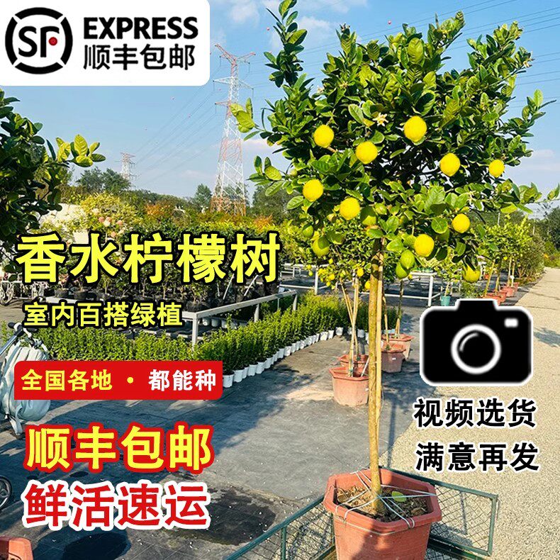 香水柠檬树盆栽带果高杆客厅室内大型绿植阳台四季常青四季可食用