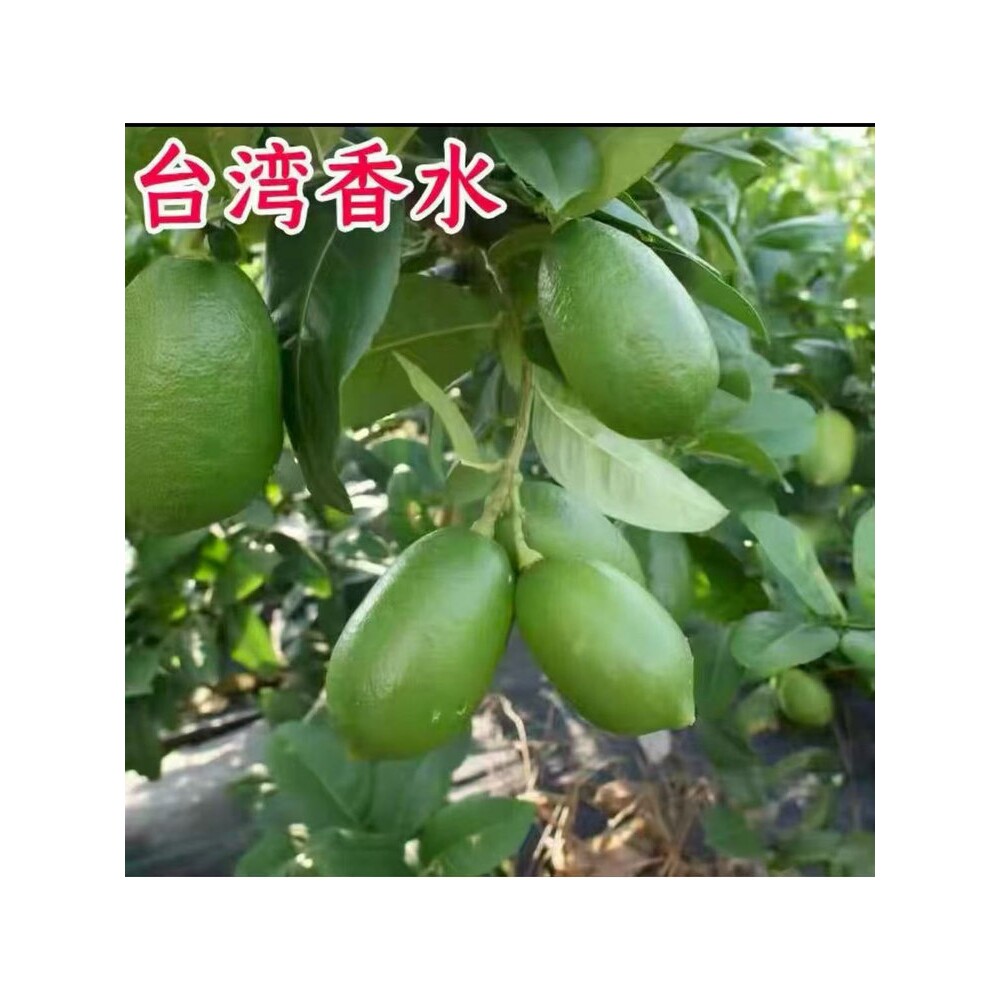 香水柠檬树盆栽带果老桩苗客厅阳台花卉绿植物室内四季好养可食用