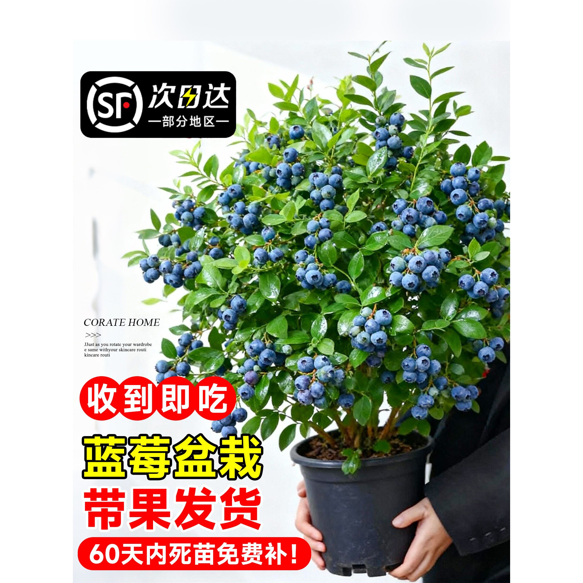 蓝莓树果苗盆栽特大号室内外蓝梅苗地栽阳台四季南北方种植果树