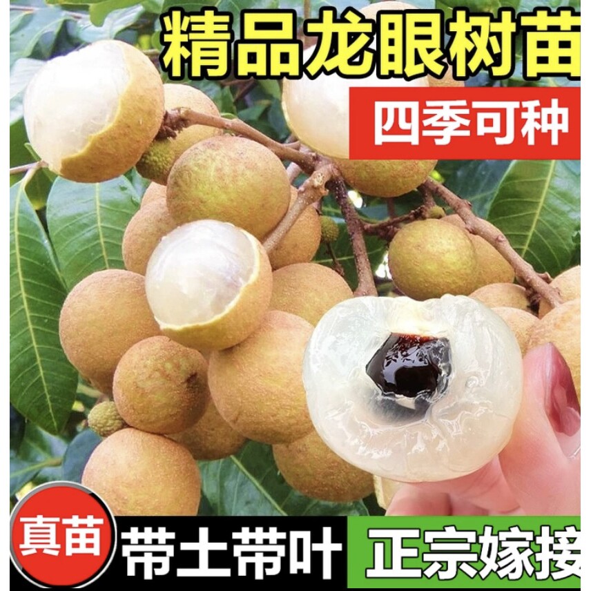 正品嫁接龙眼树苗正宗桂圆苗石硖储良四季蜜龙果树苗盆栽地栽种植