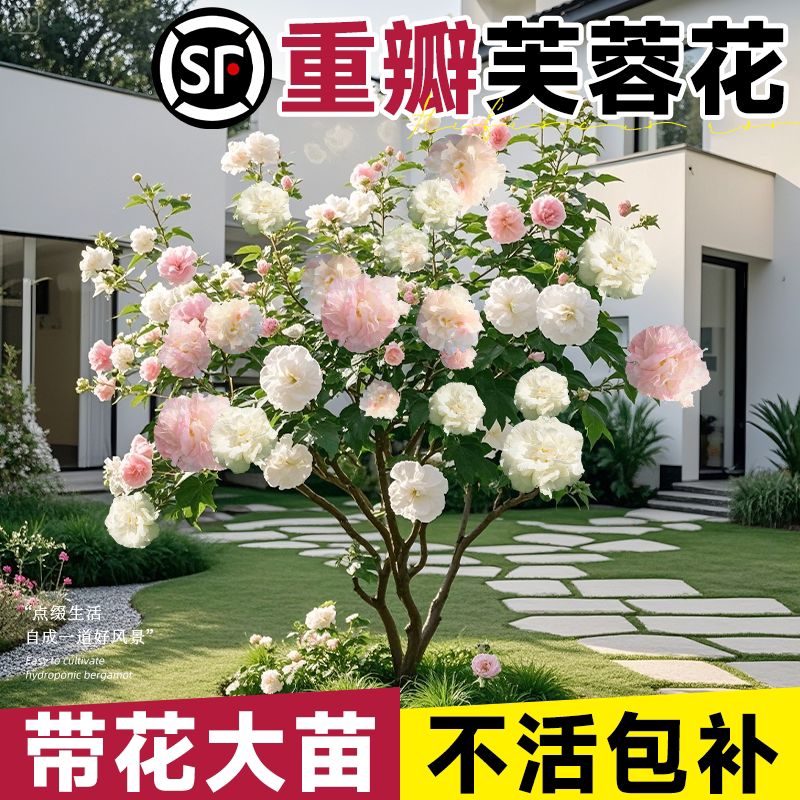 芙蓉花盆栽重瓣树苗特大号三醉木芙蓉花卉变色耐寒室内外绿化植物