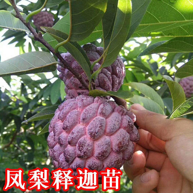 凤梨释迦果苗番荔枝台湾凤梨释迦苗果苗大果嫁接苗当年结果番荔枝