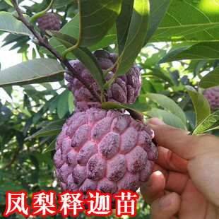 凤梨释迦果苗番荔枝台湾凤梨释迦苗果苗大果嫁接苗当年结果番荔枝