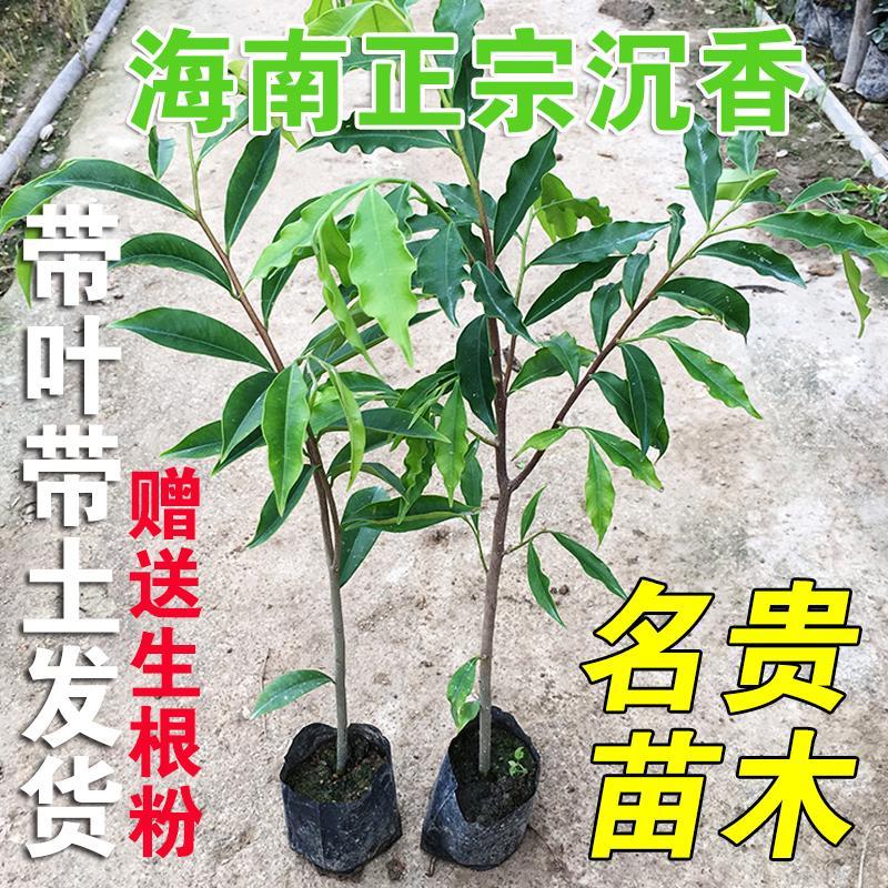 正宗海南沉香树苗白木沉香苗名贵沉木奇楠沉香实生苗室内树苗