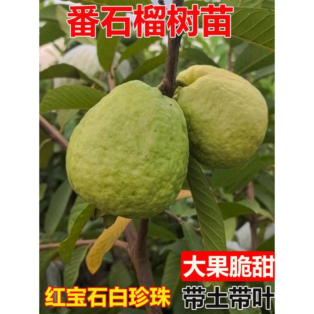 番石榴树果苗嫁接台湾四季番石榴果树红宝石无籽少籽红心芭乐树苗