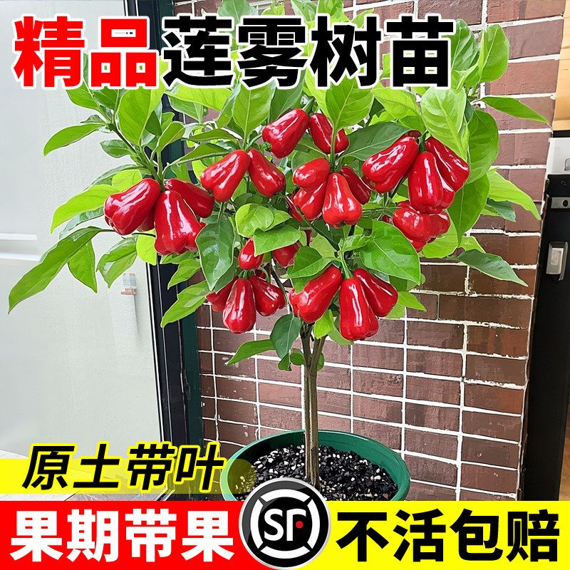莲雾树苗黑金刚黑糖芭比台湾嫁接四季新品种南方带叶果树庭院地栽