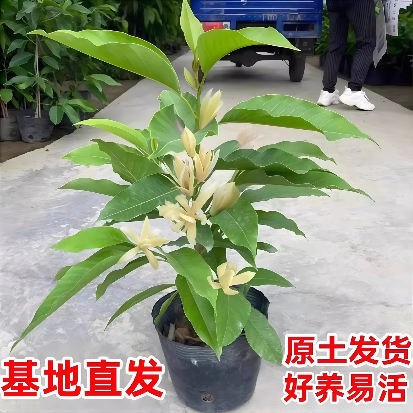 白兰花盆栽树苗带花苞玉兰花室内庭院四季花卉浓香花卉黄角兰植物