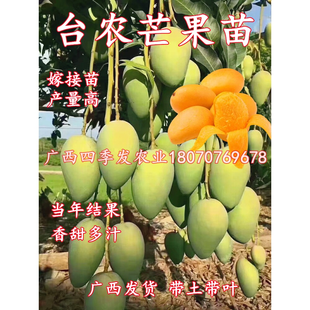 海南小台农芒果苗正宗嫁接芒果树苗当年结果阳台庭院盆栽芒果树苗