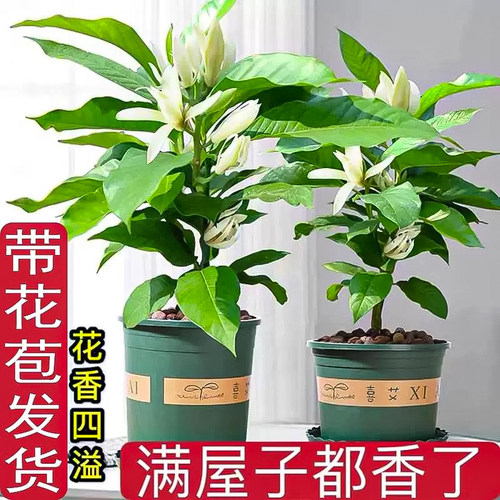白兰花盆栽带花苞黄角兰室内鲜花植物白玉兰树苗阳台四季浓香花卉