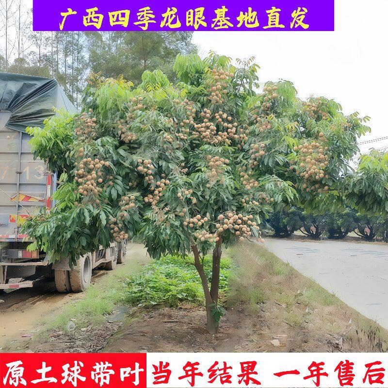 龙眼树苖嫁接盆栽水果树苗储良桂圆石硖南方四季种植地栽当年结果