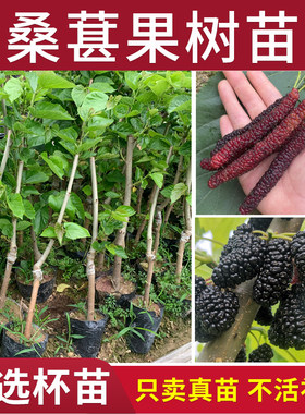 桑葚果树桑果四季台湾大十长果大果桑子盆栽庭院阳台高产水果苗木