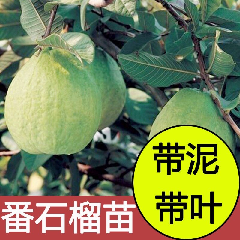 台湾珍珠番石榴树南方庭院盆栽种植番石榴树白心芭乐四季水果树树