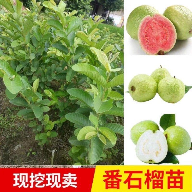 四季番石榴脆甜白心红心芭乐果树苗嫁接优良品种果苗