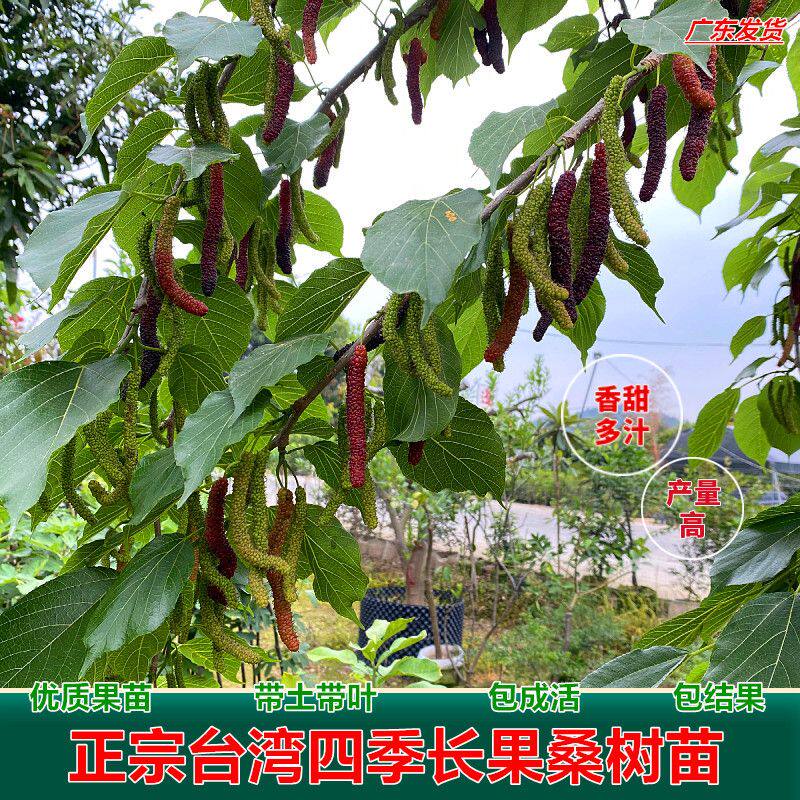 长果桑苗带果嫁接正宗台湾长果桑葚树苗无籽黑桑果树庭院开花结果