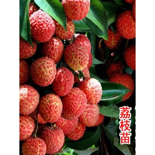 桂味无核冰荔枝树苗果树果苗新品种仙进奉糯米糍挂绿三月红荔枝苗