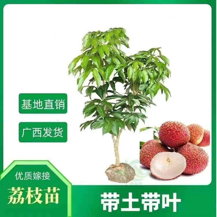 荔枝树苗桂花香冰荔仙进奉荔枝王妃子笑南北方种植