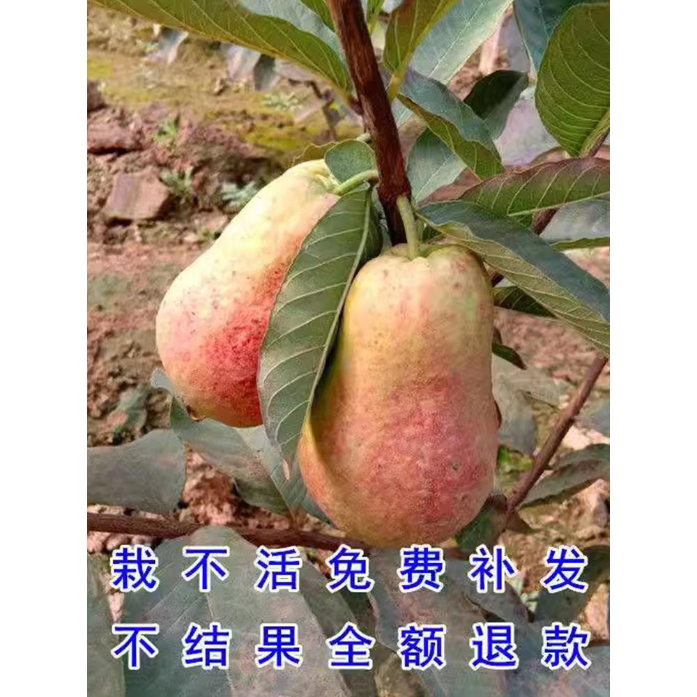 胭脂红番石榴树果苗四季红心芭乐红宝石西瓜红广东广西本地盆栽