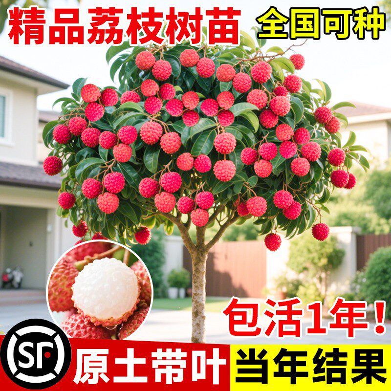 荔枝树苖无核桂味果树盆栽妃子笑嫁接水果树苗糯米糍果苗当年结果