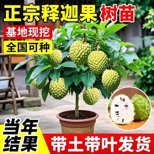 释迦果嫁接苗树带果大盆栽台湾凤梨果树庭院南方种植地栽带叶大苗