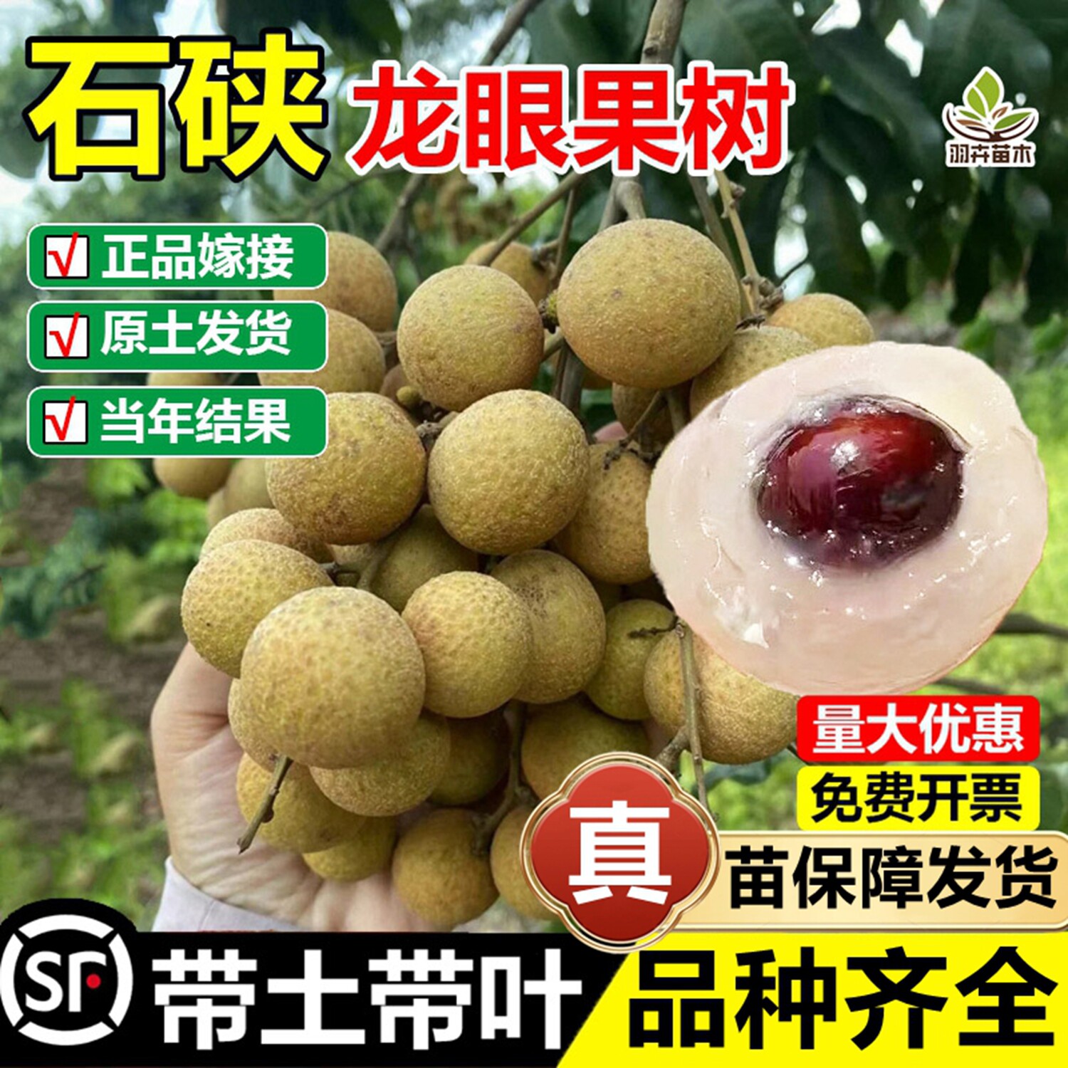 石硖龙眼嫁接树苗四季储良无核龙眼盆栽地栽桂圆苗南北方当年结果