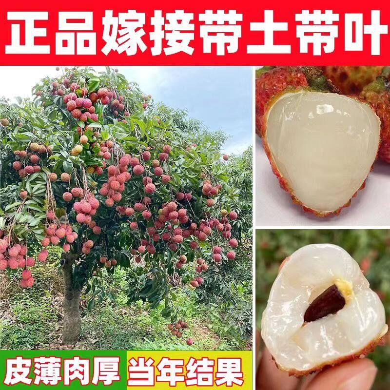 无核荔枝树苗桂味荔枝苗妃子笑糯米糍嫁接苗鸡嘴荔枝果苗带土带叶