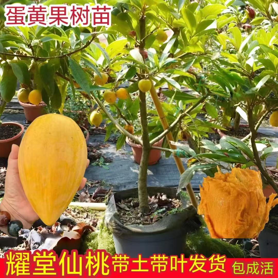 正宗蛋黄果树苗嫁接耀堂仙桃苗带果发货鸡蛋果苗四季种植当年结果