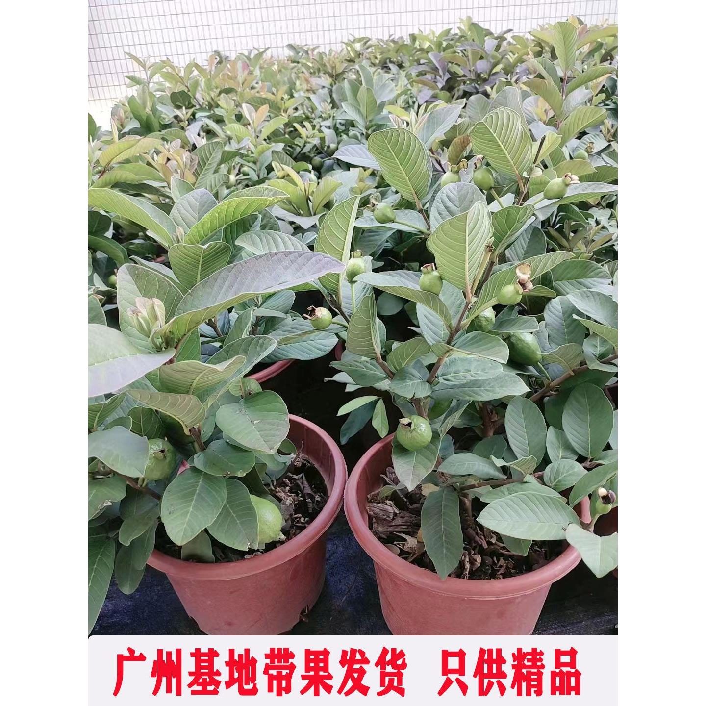 番石榴树苗盆栽带果台湾西瓜芭乐果树苗阳台庭院地栽果树石榴树苗