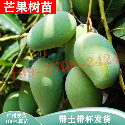 正宗四季芒果树苗嫁接南北方种植金煌芒澳芒红象牙盆地栽当年结果