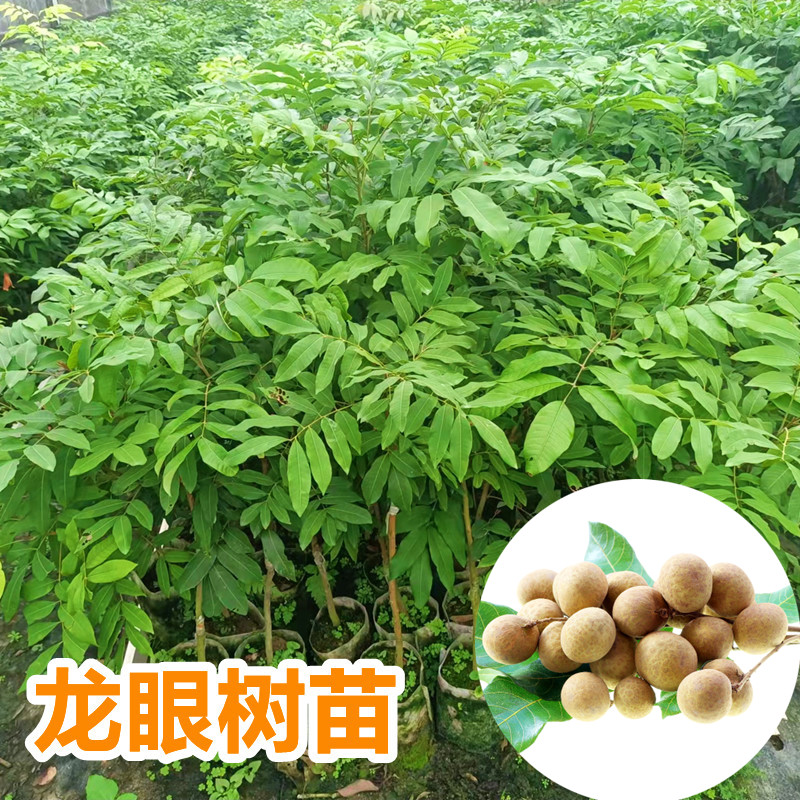 广西龙眼树苗四季龙眼当年结果石硖储良桂圆嫁接果树地栽庭院种植