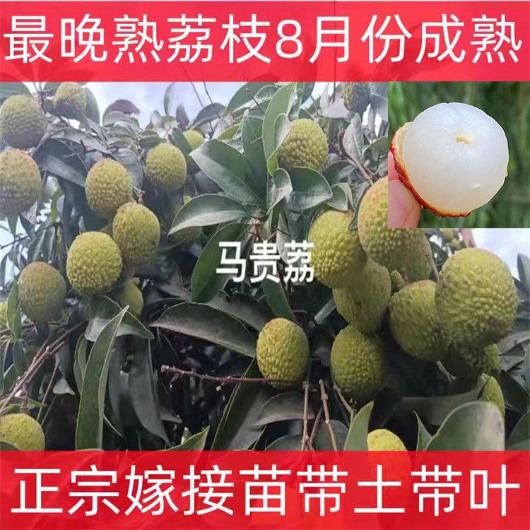 荔枝苗果树马贵荔枝晚熟马贵八月荔枝嫁接苗成熟南方果树盆栽地栽