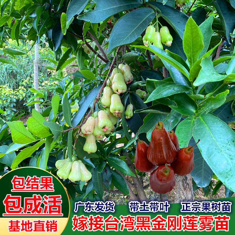 莲雾苗树苗 嫁接台湾黑金刚莲雾果树苗黑糖芭比地栽盆栽当年结果
