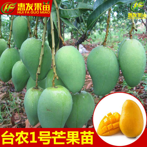 正宗台农1号芒果苗 嫁接芒果树苗庭院种植果树苗可盆栽地栽芒果苗