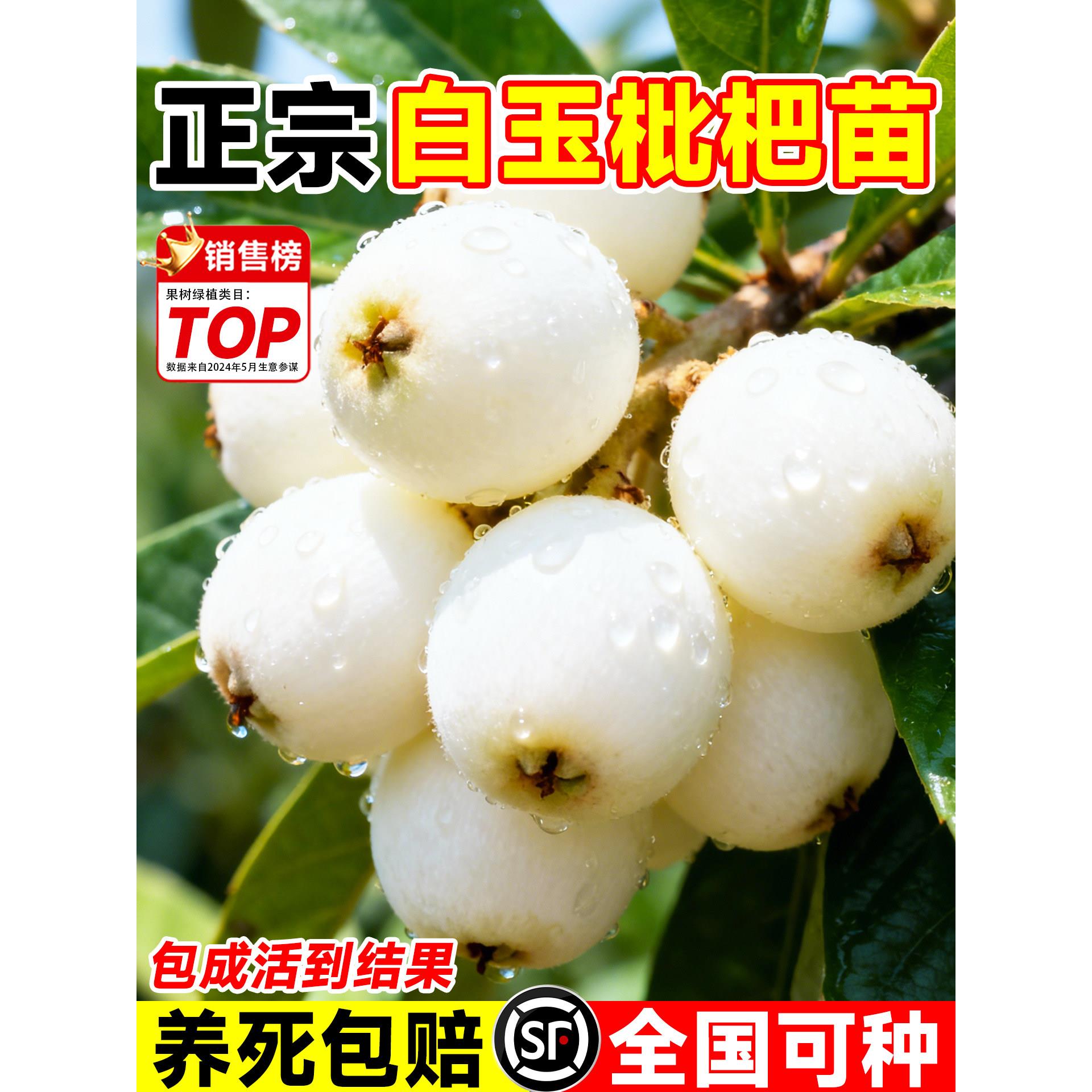 白玉枇杷树苗果苗盆栽早钟大五枇杷苗树水果树苗嫁接南北方种植
