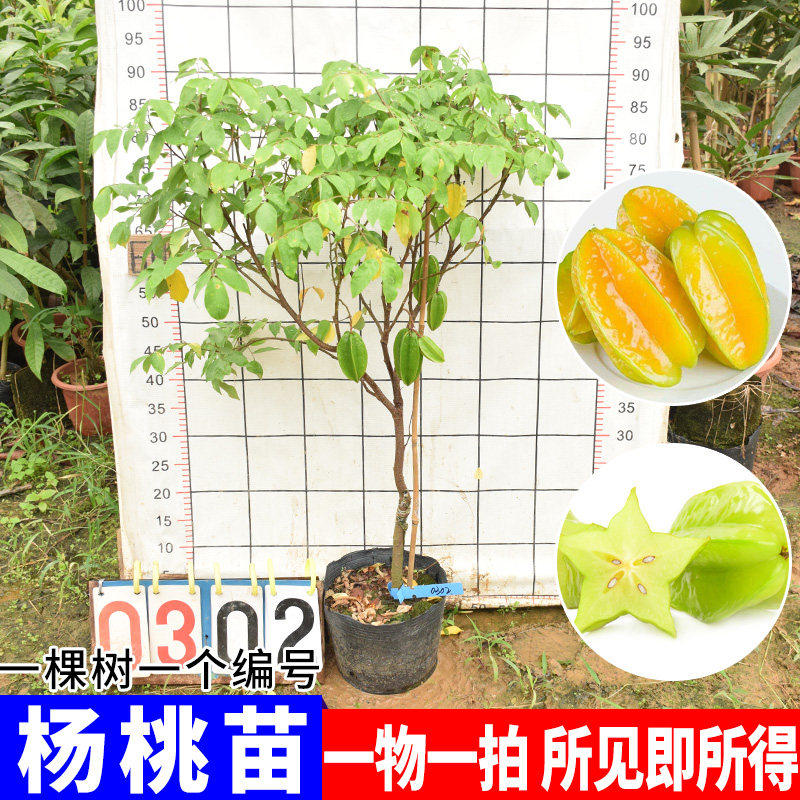 杨桃苗嫁接苗 马来西亚台湾甜杨桃红杨桃苗阳台盆栽 四季结果树苗