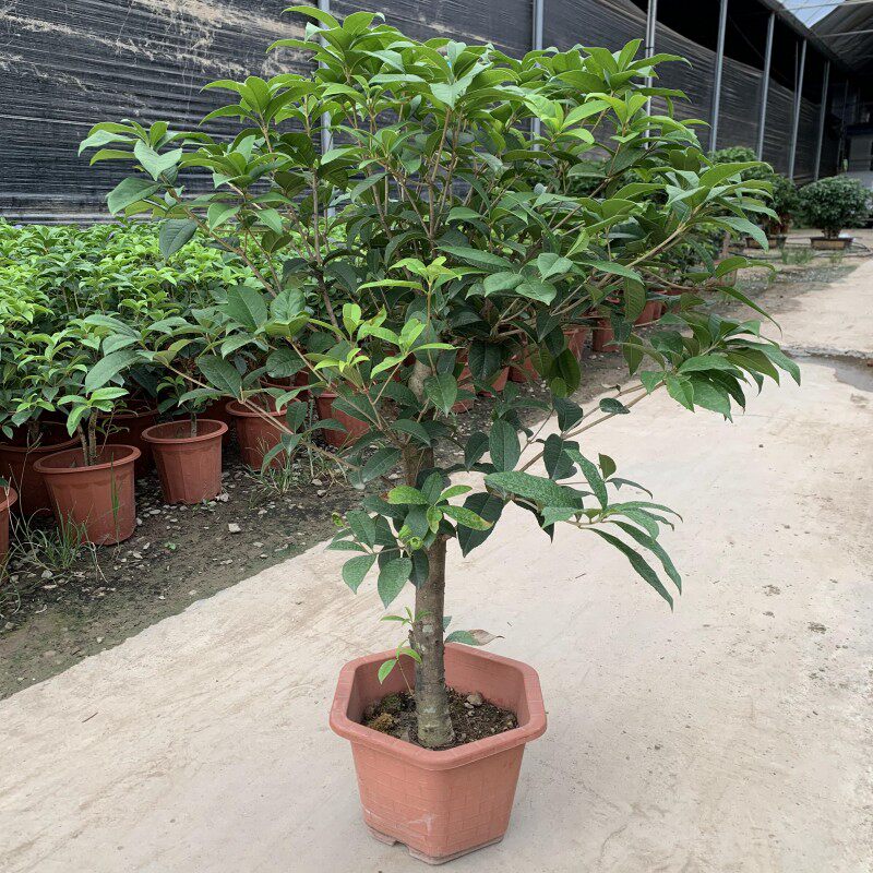 四季桂花树苗盆栽嫁接矮化老桩盆景大植物开花浓香室庭院内外阳台