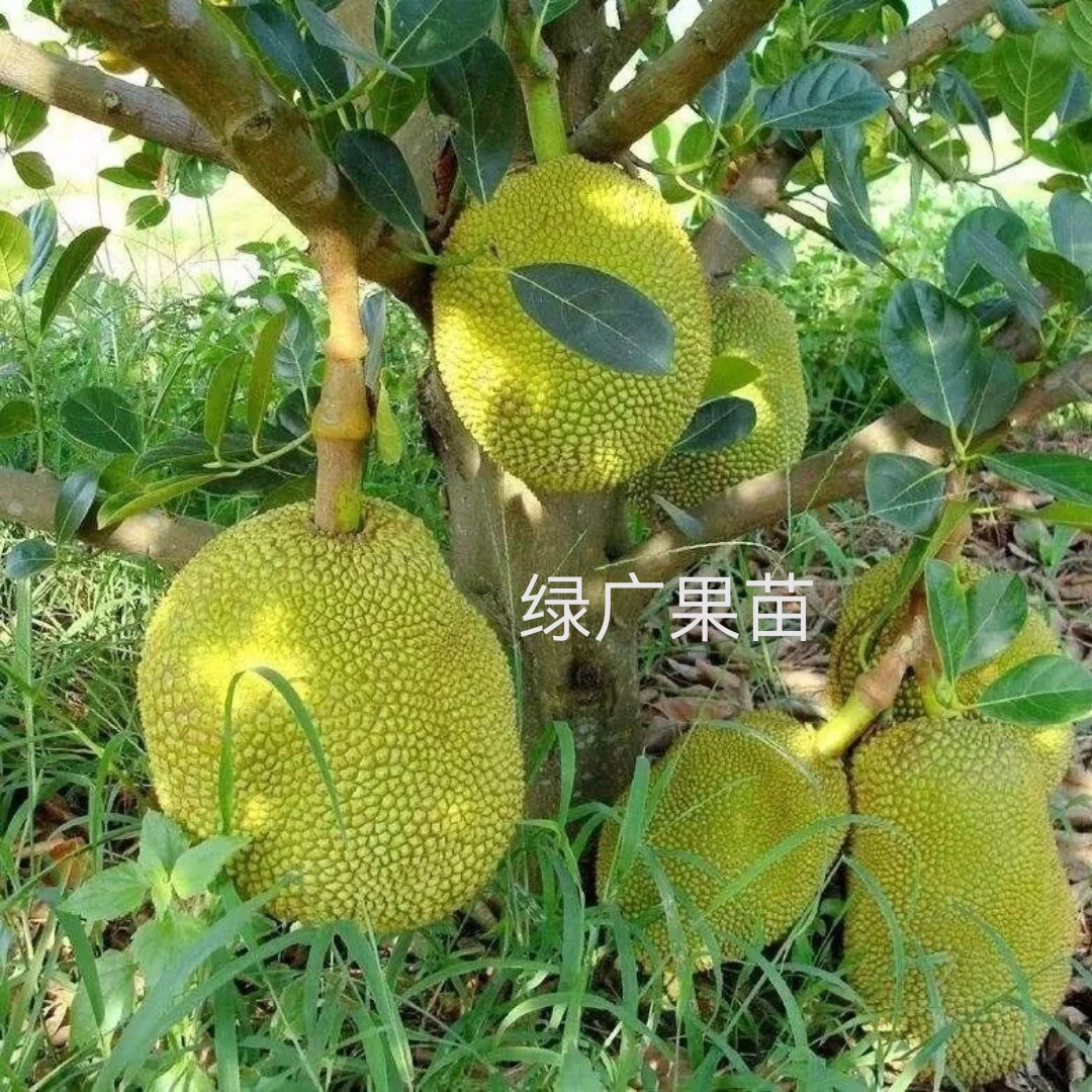木菠萝树苗 广西湿包 金包四季菠萝苗 水糖菠萝蜜树苗 庭院果树苗