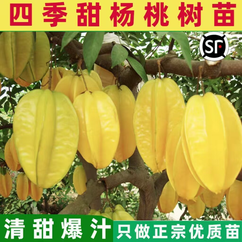 杨桃树果苗台湾四季甜杨桃苗嫁接果树果苗阳台庭院盆地栽当年结果