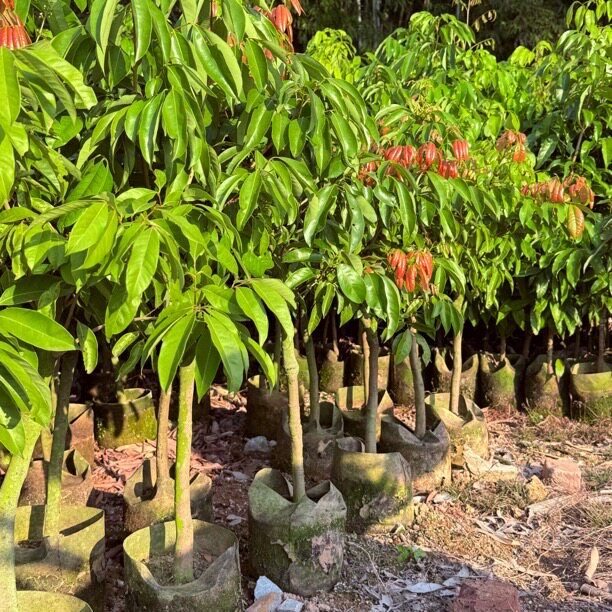 荔枝树苗冰荔仙进奉桂味无核荔枝苗盆栽庭院嫁接果树苗当年结果