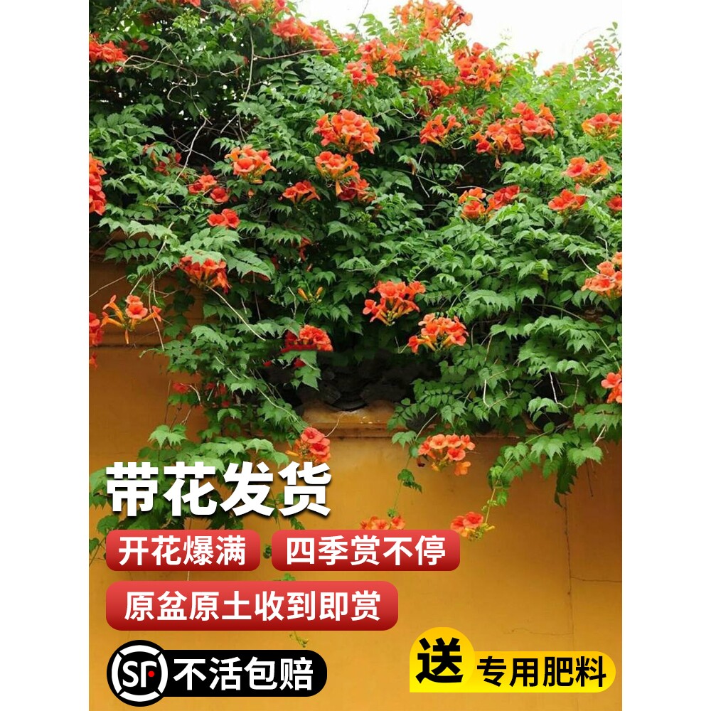 耐寒凌霄花苗爬藤植物四季花卉大苗绿植盆栽庭院阳台炮仗花紫藤