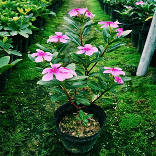 五叶梅四季梅长春花苗四季开花阳台庭院易种观花盆栽易活易管理