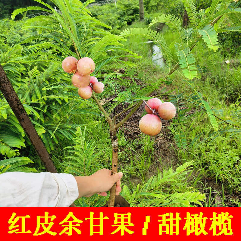 新品种红皮余柑果苗甜橄榄嫁接苗带土带叶牛柑籽回甜大果油柑果