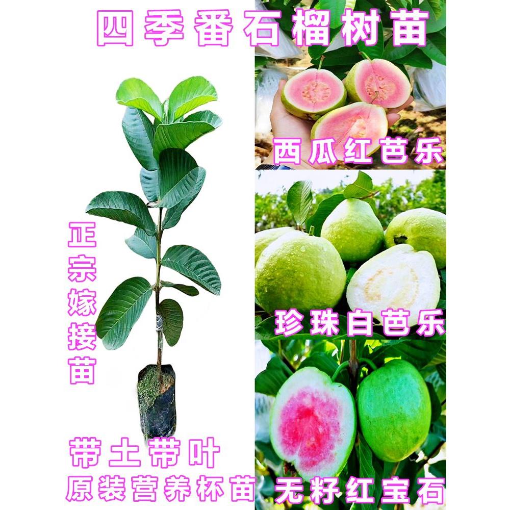 红宝石番石榴苗四季结果红心白肉番石榴树苗南方阳台庭院盆栽地栽