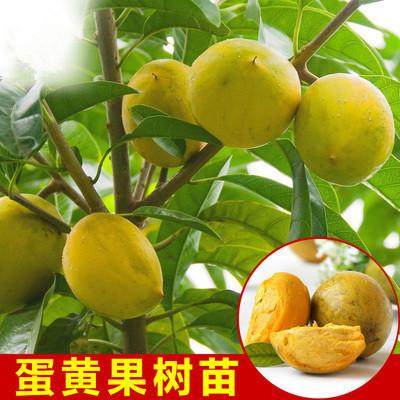 鸡蛋果树苗耀堂仙桃苗蛋黄果苗仙桃果苗鸡蛋果苗盆栽果树当年结果